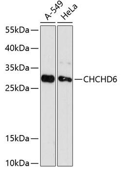 CHCHD6 Antibody in Western Blot (WB)