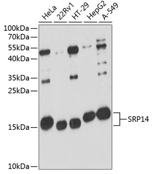SRP14 Antibody in Western Blot (WB)