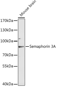 SEMA3A Antibody in Western Blot (WB)