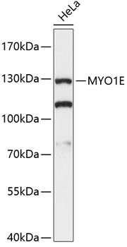 MYO1E Antibody in Western Blot (WB)