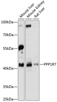 PPP1R7 Antibody in Western Blot (WB)