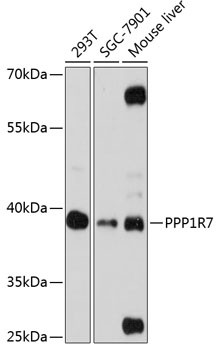 PPP1R7 Antibody in Western Blot (WB)
