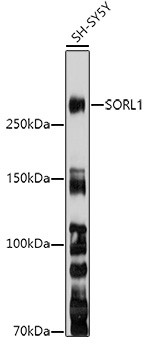 SORL1 Antibody in Western Blot (WB)
