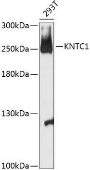 KNTC1 Antibody in Western Blot (WB)
