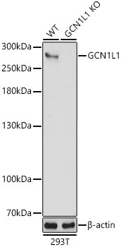 GCN1L1 Antibody in Western Blot (WB)
