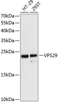 VPS29 Antibody in Western Blot (WB)