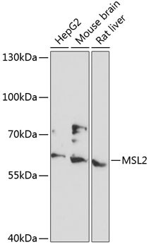 MSL2 Antibody in Western Blot (WB)