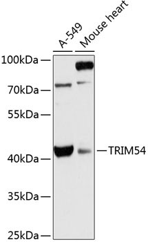 MURF3 Antibody in Western Blot (WB)
