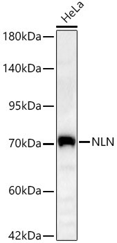 NLN Antibody in Western Blot (WB)