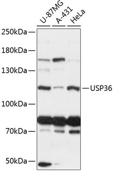 USP36 Antibody in Western Blot (WB)