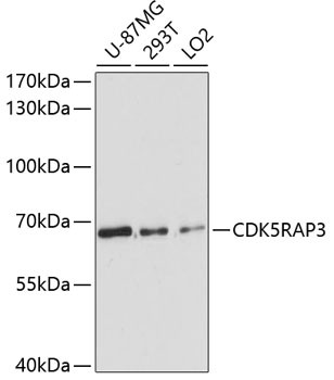CDK5RAP3 Antibody in Western Blot (WB)