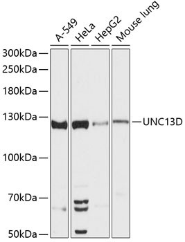 Munc13-4 Antibody in Western Blot (WB)