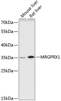MRGPRX1 Antibody in Western Blot (WB)