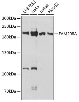 FAM208A Antibody in Western Blot (WB)