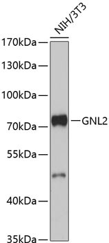 GNL2 Antibody in Western Blot (WB)