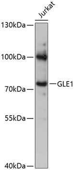 GLE1 Antibody in Western Blot (WB)
