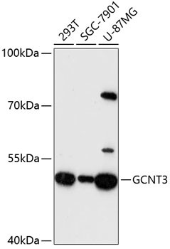 GCNT3 Antibody in Western Blot (WB)