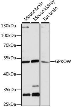 GPKOW Antibody in Western Blot (WB)