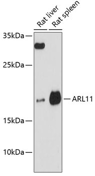 ARL11 Antibody in Western Blot (WB)