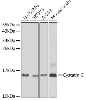 Cystatin C Antibody in Western Blot (WB)