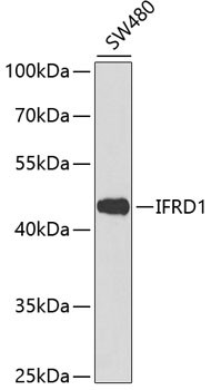 IFRD1 Antibody in Western Blot (WB)