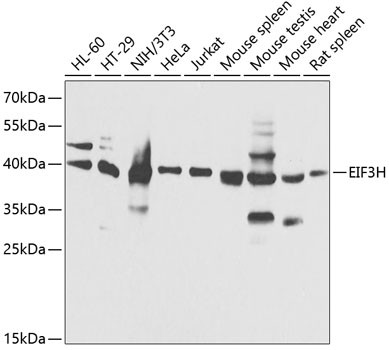 eIF3h Antibody in Western Blot (WB)