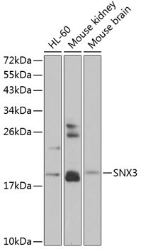 SNX3 Antibody in Western Blot (WB)