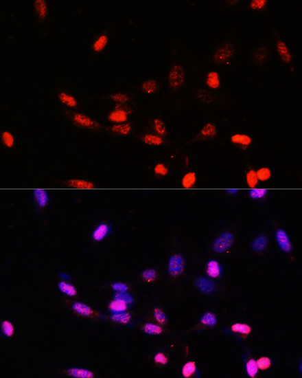 JAB1 Antibody in Immunocytochemistry (ICC/IF)