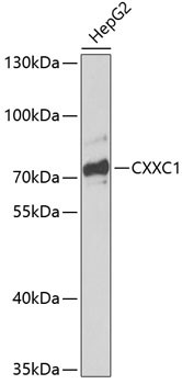 CGBP Antibody in Western Blot (WB)