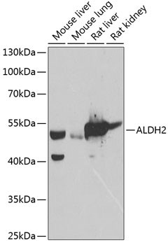 ALDH2 Antibody in Western Blot (WB)