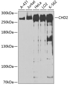 CHD2 Antibody in Western Blot (WB)