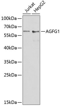 AGFG1 Antibody in Western Blot (WB)