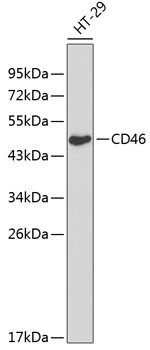 CD46 Antibody in Western Blot (WB)