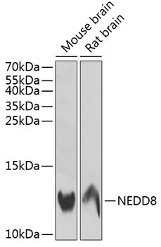 NEDD8 Antibody in Western Blot (WB)