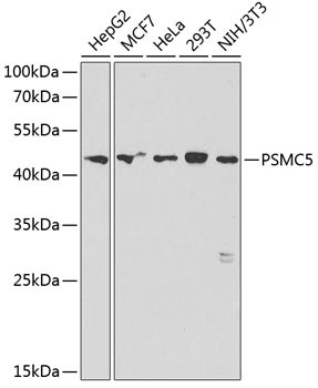 PSMC5 Antibody in Western Blot (WB)