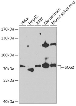 Chromogranin C Antibody in Western Blot (WB)