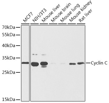 Cyclin C Antibody in Western Blot (WB)