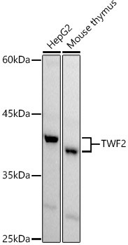 TWF2 Antibody in Western Blot (WB)