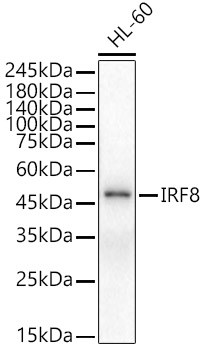 IRF8 Antibody in Western Blot (WB)