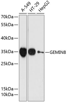 GEMIN8 Antibody in Western Blot (WB)