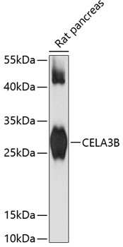 CELA3B Antibody in Western Blot (WB)