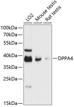 DPPA4 Antibody in Western Blot (WB)