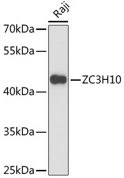 ZC3H10 Antibody in Western Blot (WB)