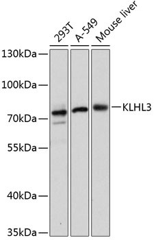KLHL3 Antibody in Western Blot (WB)