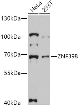 ZNF398 Antibody in Western Blot (WB)