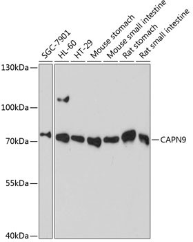 Calpain 9 Antibody in Western Blot (WB)