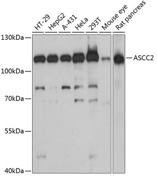 ASCC2 Antibody in Western Blot (WB)