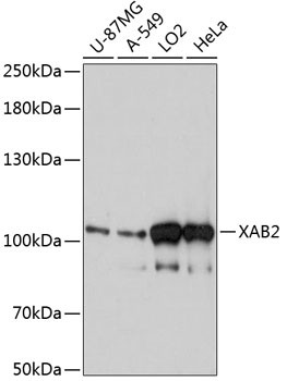 XAB2 Antibody in Western Blot (WB)