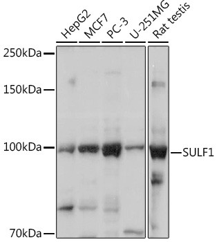 SULF1 Antibody in Western Blot (WB)