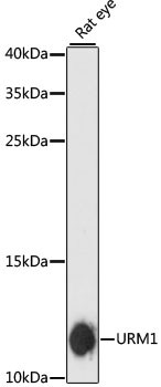 URM1 Antibody in Western Blot (WB)